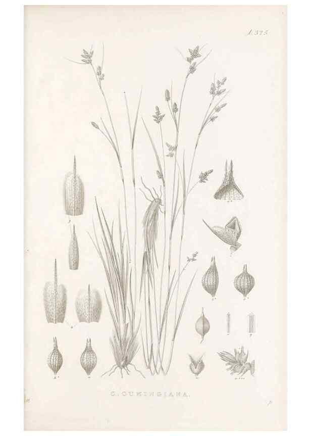 Reproducción/Reproduction 48683142086: Illustrations of the genus Carex. London :William Pamplin,1858-1867.. 