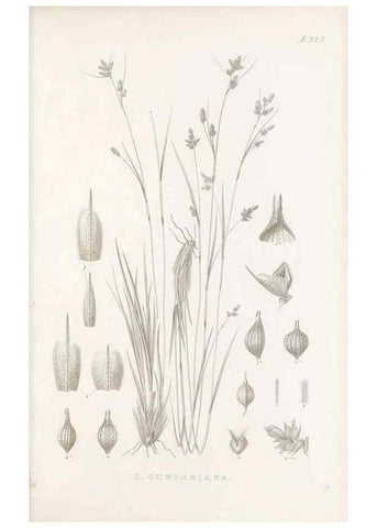Reproducción/Reproduction 48683142086: Illustrations of the genus Carex. London :William Pamplin,1858-1867.. 