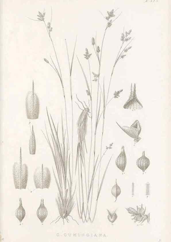 Reproducción/Reproduction 48683142086: Illustrations of the genus Carex. London :William Pamplin,1858-1867.. 