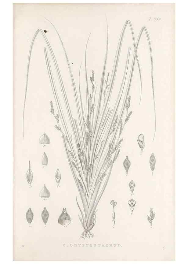 Reproducción/Reproduction 48683235927: Illustrations of the genus Carex. London :William Pamplin,1858-1867.. 