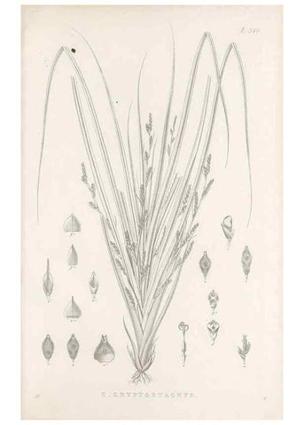 Reproducción/Reproduction 48683235927: Illustrations of the genus Carex. London :William Pamplin,1858-1867.. 