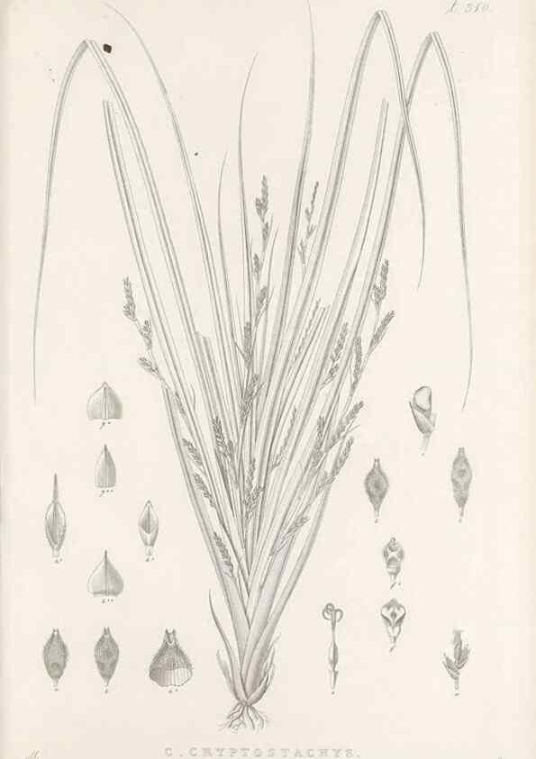 Reproducción/Reproduction 48683235927: Illustrations of the genus Carex. London :William Pamplin,1858-1867.. 