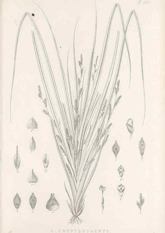 Reproducción/Reproduction 48683235927: Illustrations of the genus Carex. London :William Pamplin,1858-1867.. 