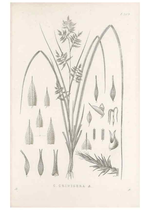 Reproducción/Reproduction 48683235602: Illustrations of the genus Carex. London :William Pamplin,1858-1867.. 