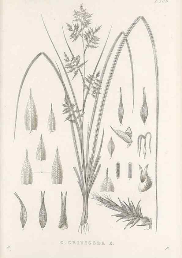 Reproducción/Reproduction 48683235602: Illustrations of the genus Carex. London :William Pamplin,1858-1867.. 