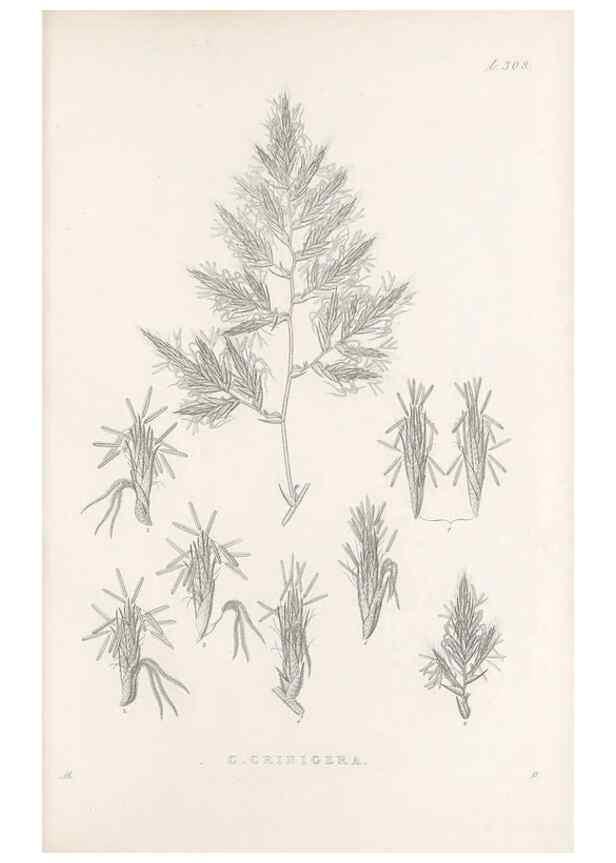Reproducción/Reproduction 48683235327: Illustrations of the genus Carex. London :William Pamplin,1858-1867.. 
