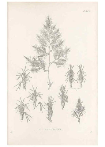 Reproducción/Reproduction 48683235327: Illustrations of the genus Carex. London :William Pamplin,1858-1867.. 