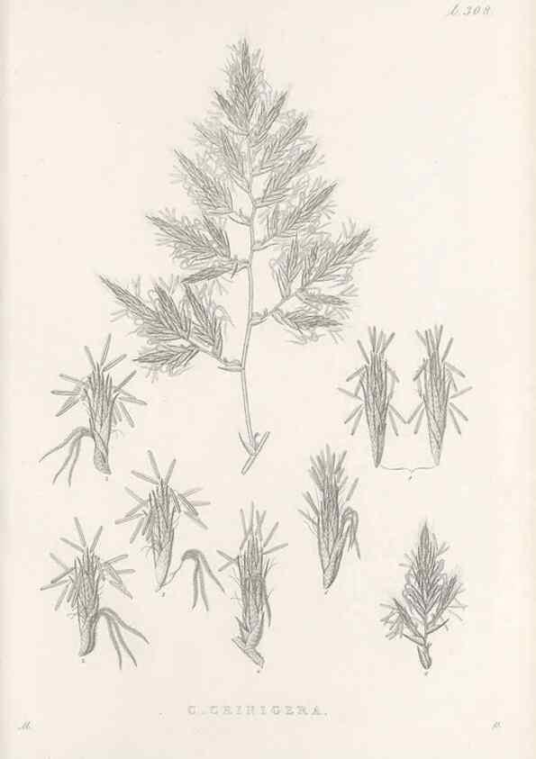 Reproducción/Reproduction 48683235327: Illustrations of the genus Carex. London :William Pamplin,1858-1867.. 