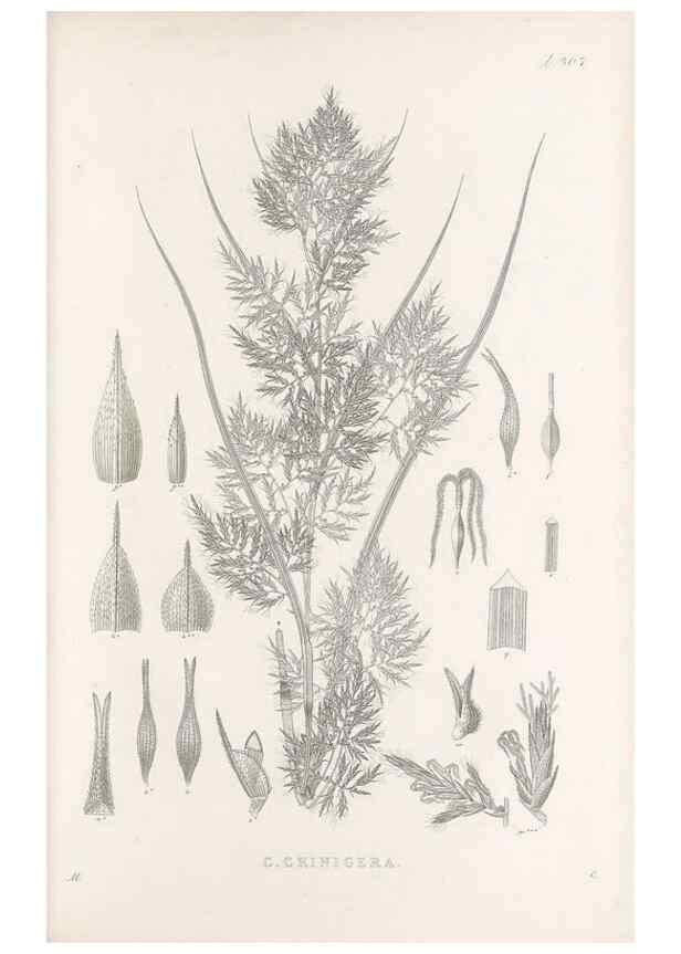 Reproducción/Reproduction 48683235017: Illustrations of the genus Carex. London :William Pamplin,1858-1867.. 