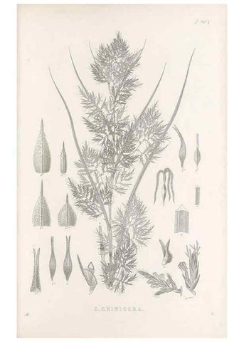 Reproducción/Reproduction 48683235017: Illustrations of the genus Carex. London :William Pamplin,1858-1867.. 