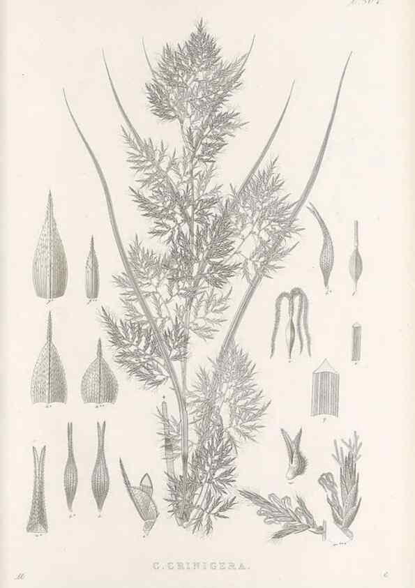 Reproducción/Reproduction 48683235017: Illustrations of the genus Carex. London :William Pamplin,1858-1867.. 
