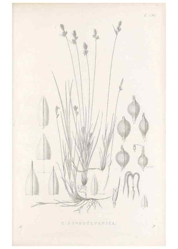 Reproducción/Reproduction 48683053696: Illustrations of the genus Carex. London :William Pamplin,1858-1867.. 