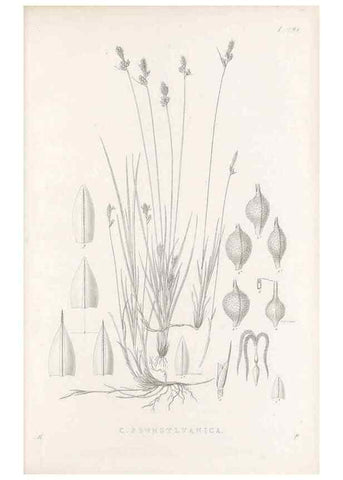 Reproducción/Reproduction 48683053696: Illustrations of the genus Carex. London :William Pamplin,1858-1867.. 