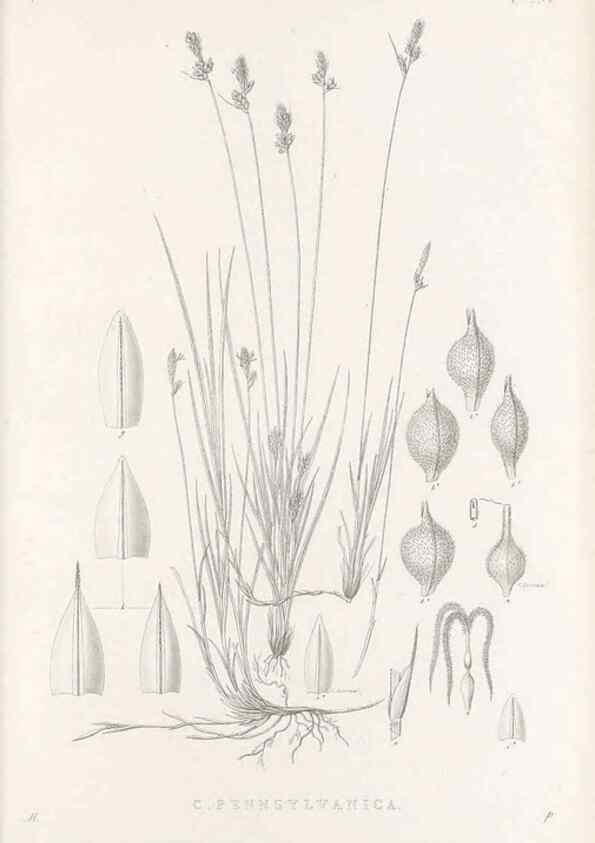 Reproducción/Reproduction 48683053696: Illustrations of the genus Carex. London :William Pamplin,1858-1867.. 