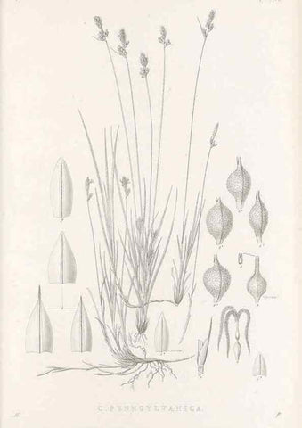 Reproducción/Reproduction 48683053696: Illustrations of the genus Carex. London :William Pamplin,1858-1867.. 
