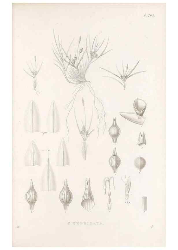 Reproducción/Reproduction 48683229352: Illustrations of the genus Carex. London :William Pamplin,1858-1867.. 