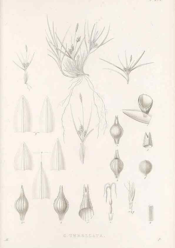 Reproducción/Reproduction 48683229352: Illustrations of the genus Carex. London :William Pamplin,1858-1867.. 