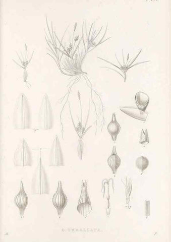 Reproducción/Reproduction 48683229352: Illustrations of the genus Carex. London :William Pamplin,1858-1867.. 
