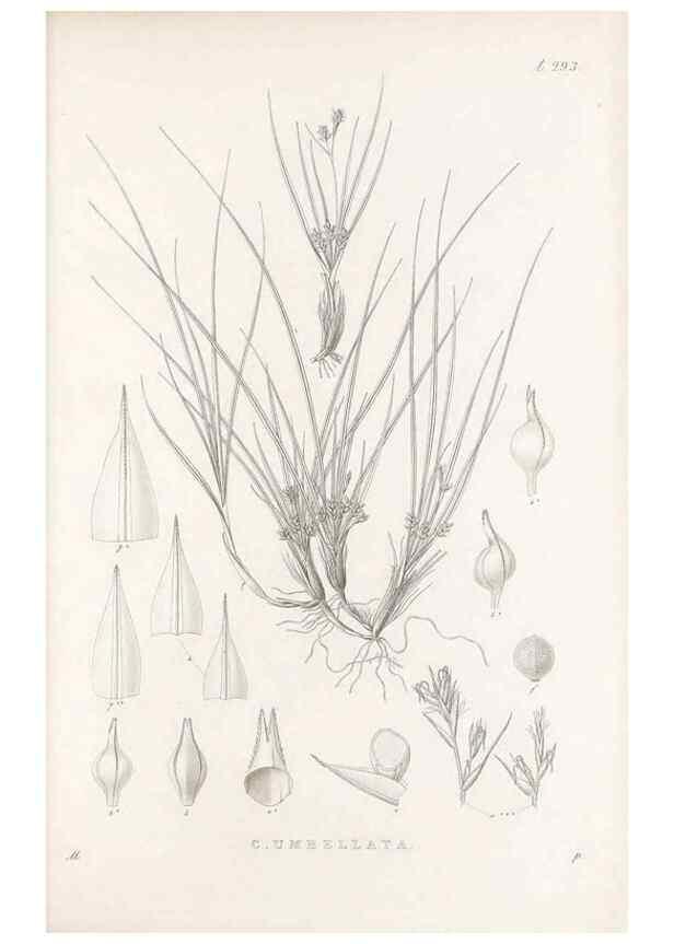 Reproducción/Reproduction 48683229557: Illustrations of the genus Carex. London :William Pamplin,1858-1867.. 