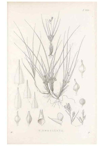 Reproducción/Reproduction 48683229557: Illustrations of the genus Carex. London :William Pamplin,1858-1867.. 