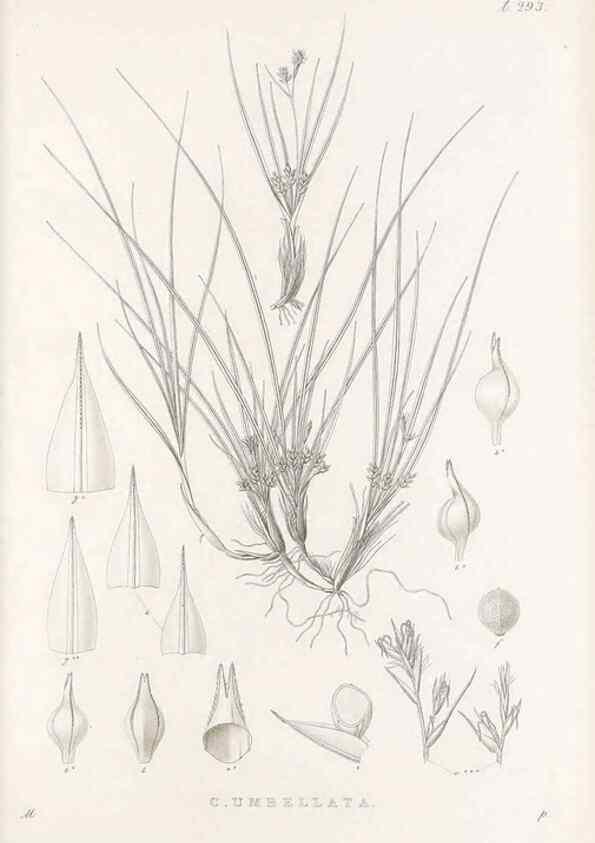 Reproducción/Reproduction 48683229557: Illustrations of the genus Carex. London :William Pamplin,1858-1867.. 