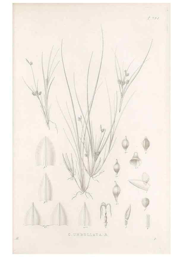 Reproducción/Reproduction 48682715928: Illustrations of the genus Carex. London :William Pamplin,1858-1867.. 