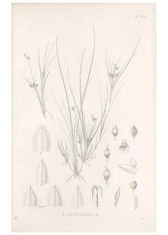 Reproducción/Reproduction 48682715928: Illustrations of the genus Carex. London :William Pamplin,1858-1867.. 