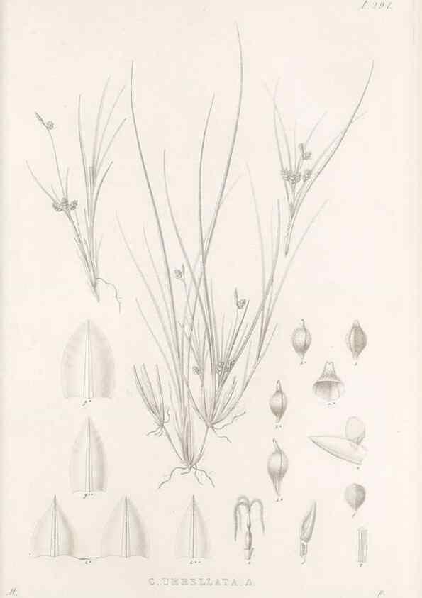Reproducción/Reproduction 48682715928: Illustrations of the genus Carex. London :William Pamplin,1858-1867.. 