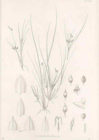 Reproducción/Reproduction 48682715928: Illustrations of the genus Carex. London :William Pamplin,1858-1867.. 