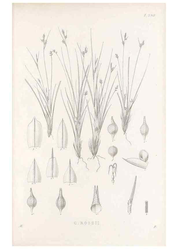 Reproducción/Reproduction 48682716443: Illustrations of the genus Carex. London :William Pamplin,1858-1867.. 