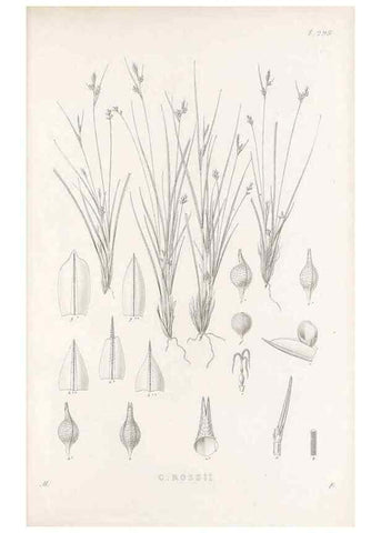 Reproducción/Reproduction 48682716443: Illustrations of the genus Carex. London :William Pamplin,1858-1867.. 