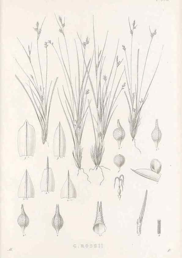 Reproducción/Reproduction 48682716443: Illustrations of the genus Carex. London :William Pamplin,1858-1867.. 