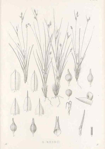 Reproducción/Reproduction 48682716443: Illustrations of the genus Carex. London :William Pamplin,1858-1867.. 