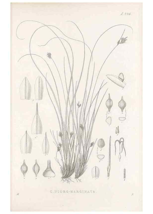 Reproducción/Reproduction 48682717243: Illustrations of the genus Carex. London :William Pamplin,1858-1867.. 