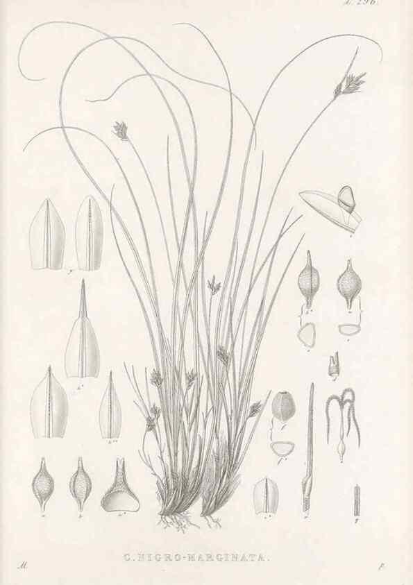 Reproducción/Reproduction 48682717243: Illustrations of the genus Carex. London :William Pamplin,1858-1867.. 