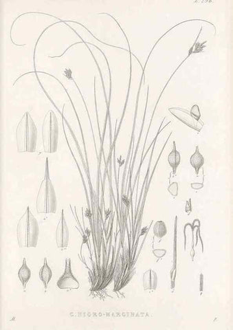Reproducción/Reproduction 48682717243: Illustrations of the genus Carex. London :William Pamplin,1858-1867.. 