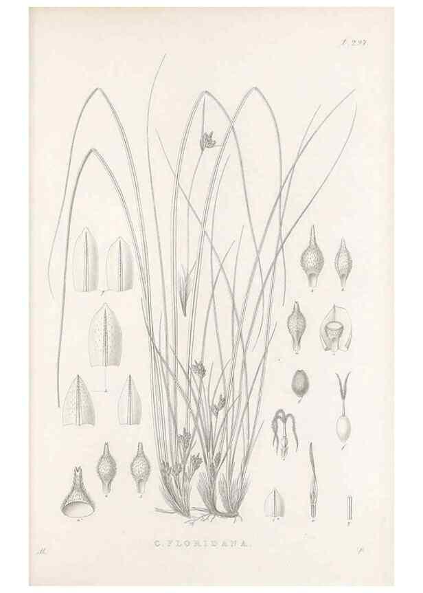 Reproducción/Reproduction 48682717503: Illustrations of the genus Carex. London :William Pamplin,1858-1867.. 