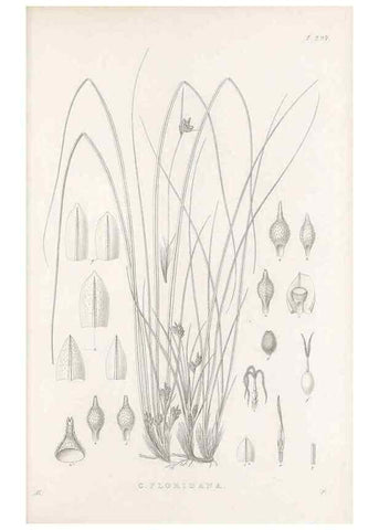 Reproducción/Reproduction 48682717503: Illustrations of the genus Carex. London :William Pamplin,1858-1867.. 