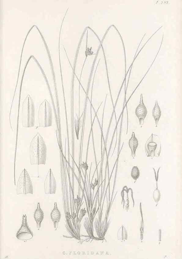 Reproducción/Reproduction 48682717503: Illustrations of the genus Carex. London :William Pamplin,1858-1867.. 