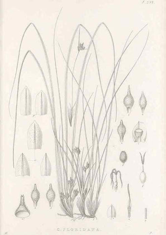Reproducción/Reproduction 48682717503: Illustrations of the genus Carex. London :William Pamplin,1858-1867.. 