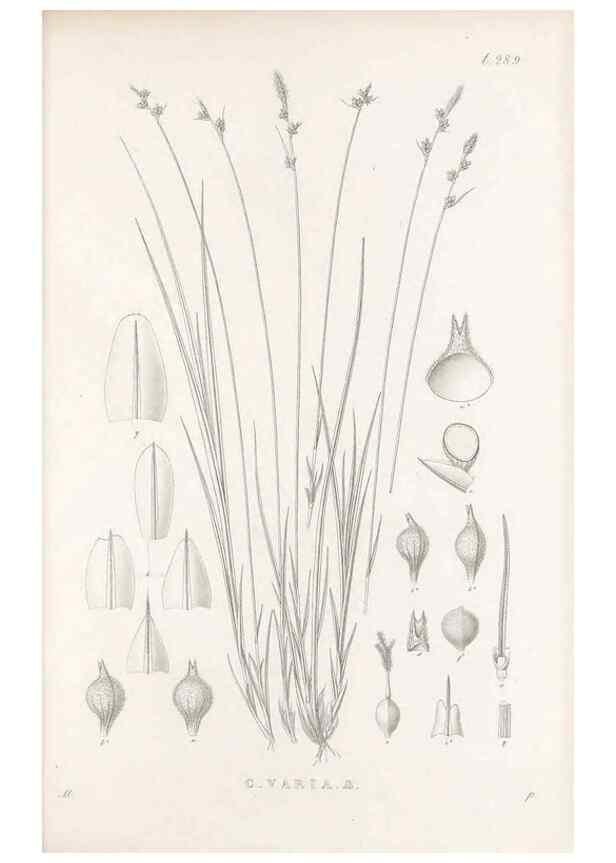 Reproducción/Reproduction 48683053176: Illustrations of the genus Carex. London :William Pamplin,1858-1867.. 