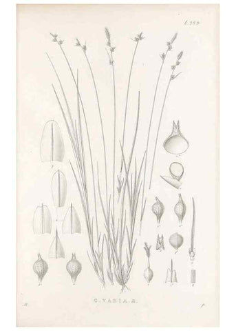 Reproducción/Reproduction 48683053176: Illustrations of the genus Carex. London :William Pamplin,1858-1867.. 