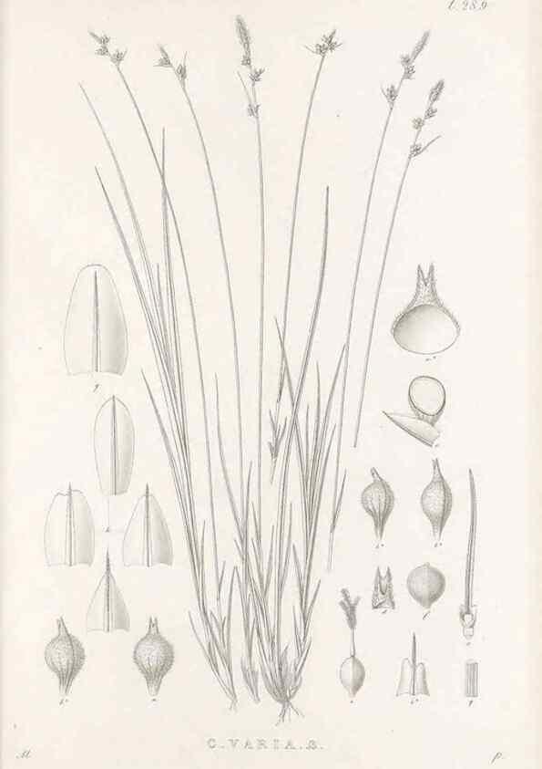 Reproducción/Reproduction 48683053176: Illustrations of the genus Carex. London :William Pamplin,1858-1867.. 