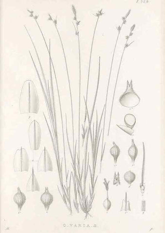 Reproducción/Reproduction 48683053176: Illustrations of the genus Carex. London :William Pamplin,1858-1867.. 