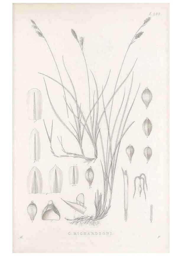 Reproducción/Reproduction 48683232177: Illustrations of the genus Carex. London :William Pamplin,1858-1867.. 