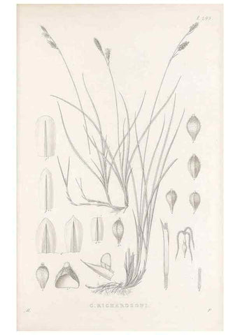 Reproducción/Reproduction 48683232177: Illustrations of the genus Carex. London :William Pamplin,1858-1867.. 