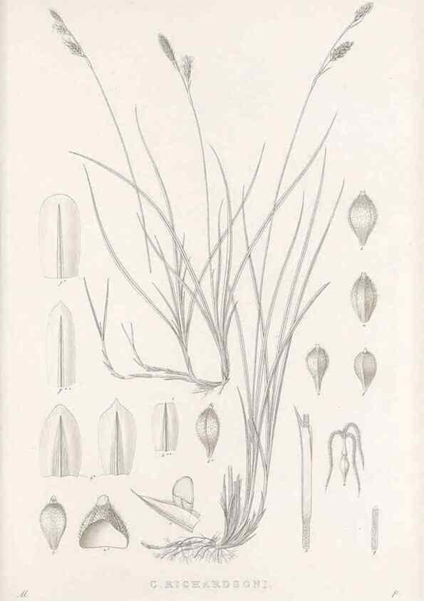 Reproducción/Reproduction 48683232177: Illustrations of the genus Carex. London :William Pamplin,1858-1867.. 