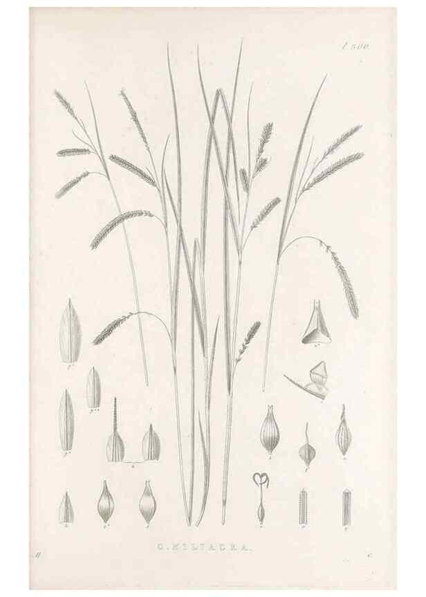 Reproducción/Reproduction 48682718248: Illustrations of the genus Carex. London :William Pamplin,1858-1867.. 