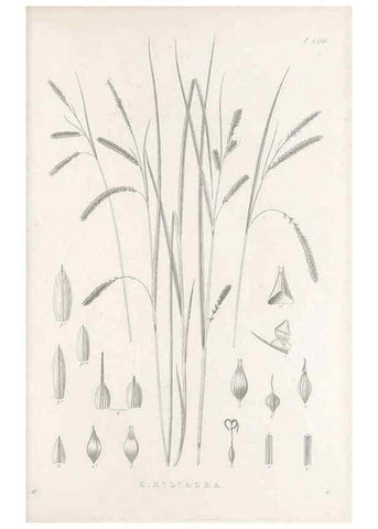 Reproducción/Reproduction 48682718248: Illustrations of the genus Carex. London :William Pamplin,1858-1867.. 