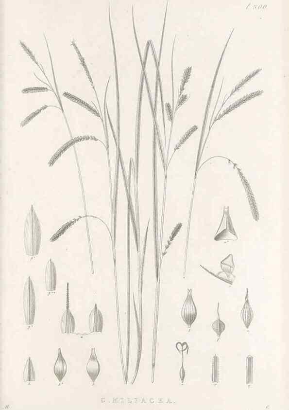 Reproducción/Reproduction 48682718248: Illustrations of the genus Carex. London :William Pamplin,1858-1867.. 
